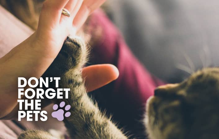 Photo of a cat high-fiving someone with the Don't Forget the Pets logo on top