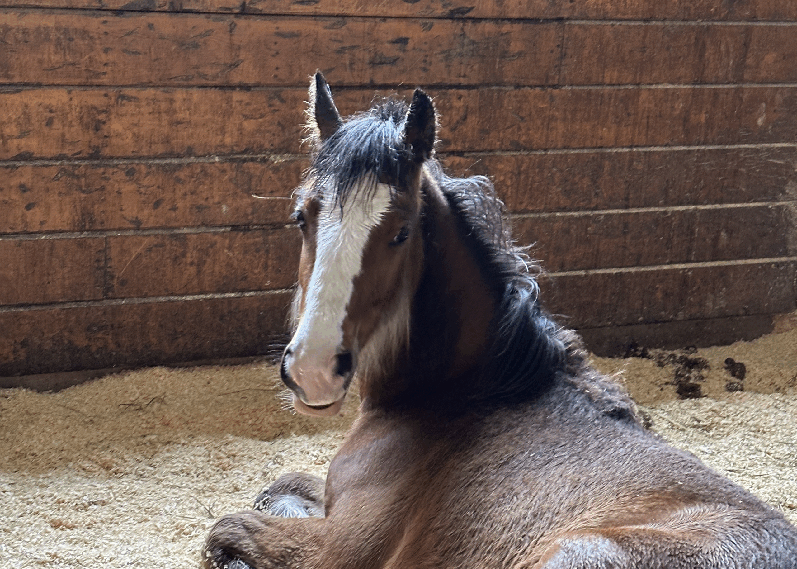 MSSPA Maine State Society for the Protection of Animals horse sits on hay inside a stable