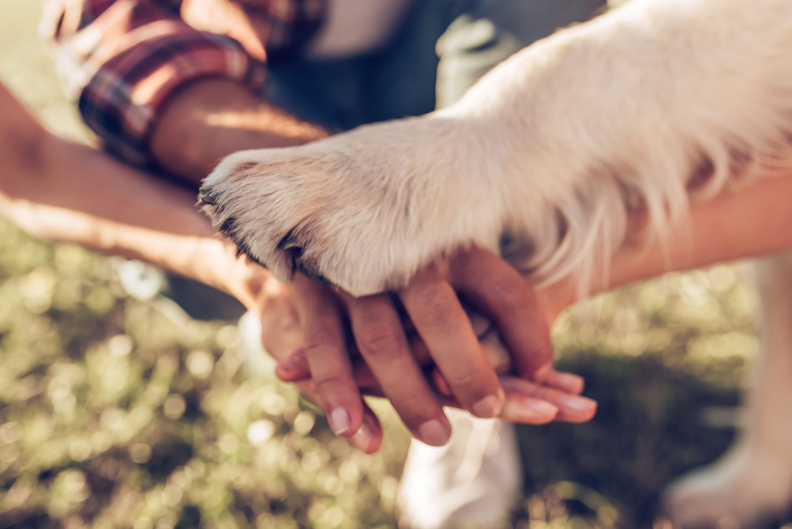 Family hands and paws united