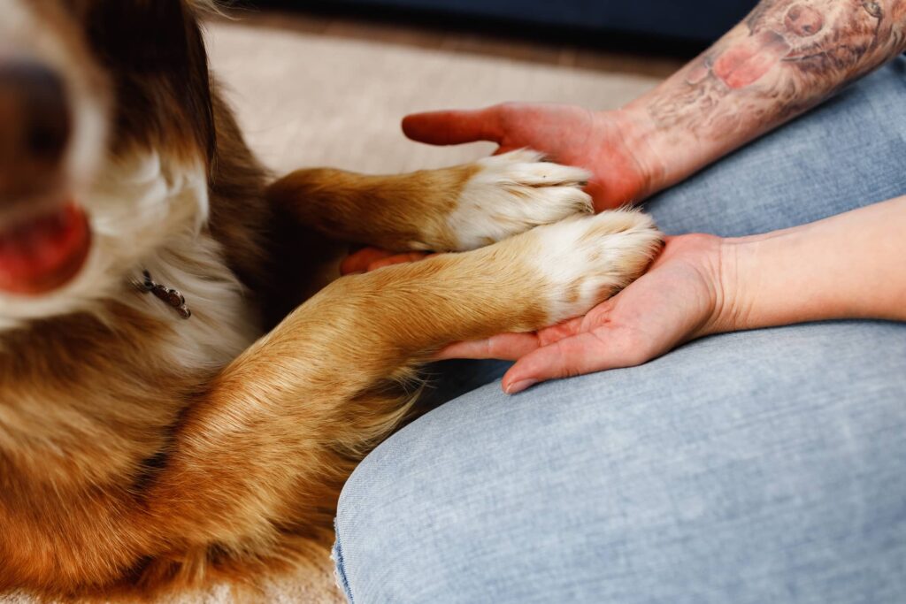 Photo of a woman holding dog's paws in her hands on the floor close up stock photo