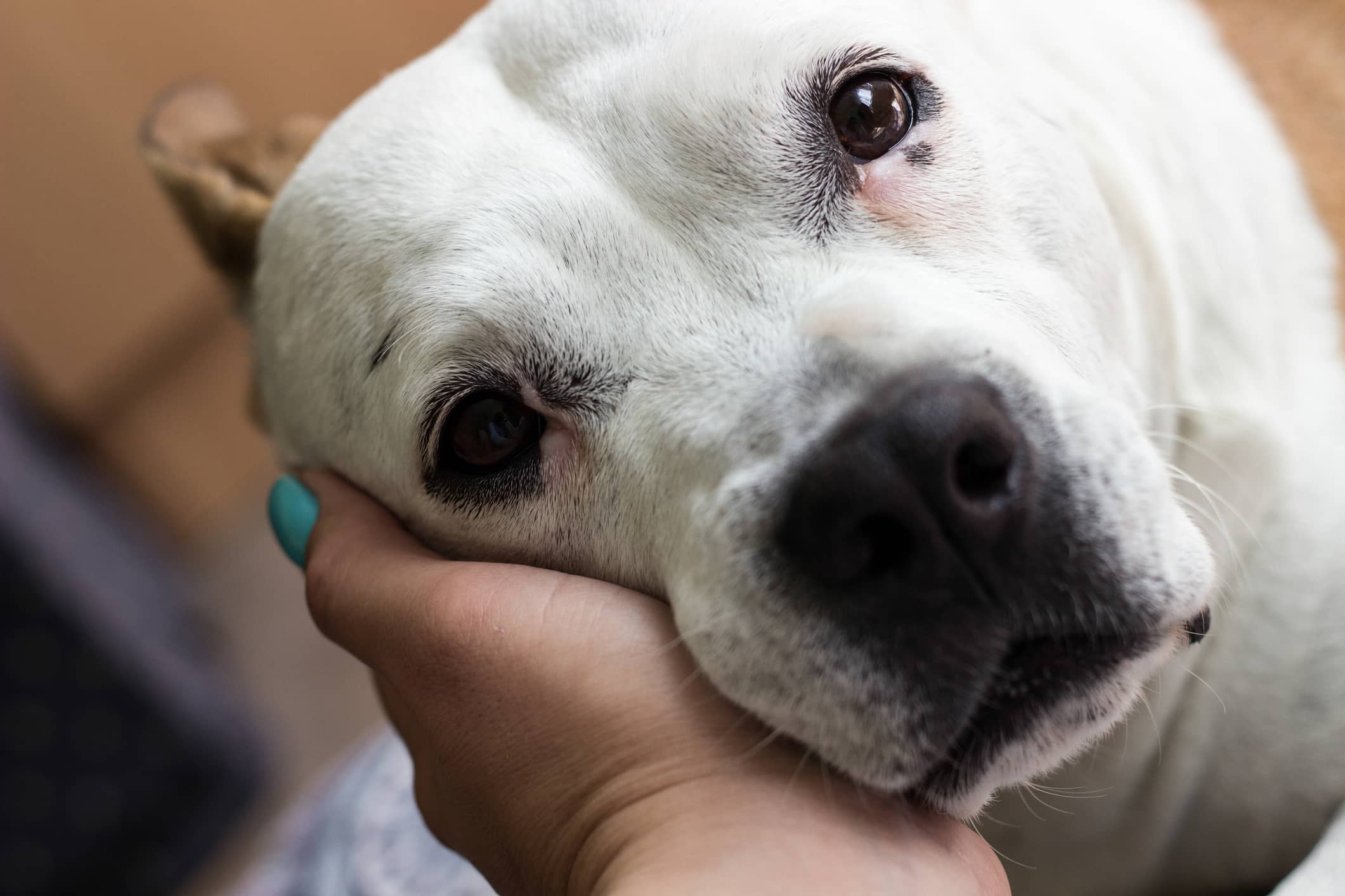 woman hand holding the face of a white pit bull
