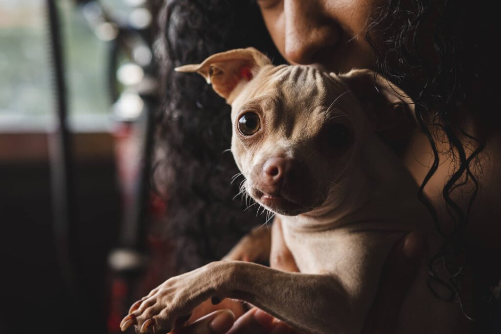 woman out of focus in the background and she is holding a small chihuahua who is looking at the camera
