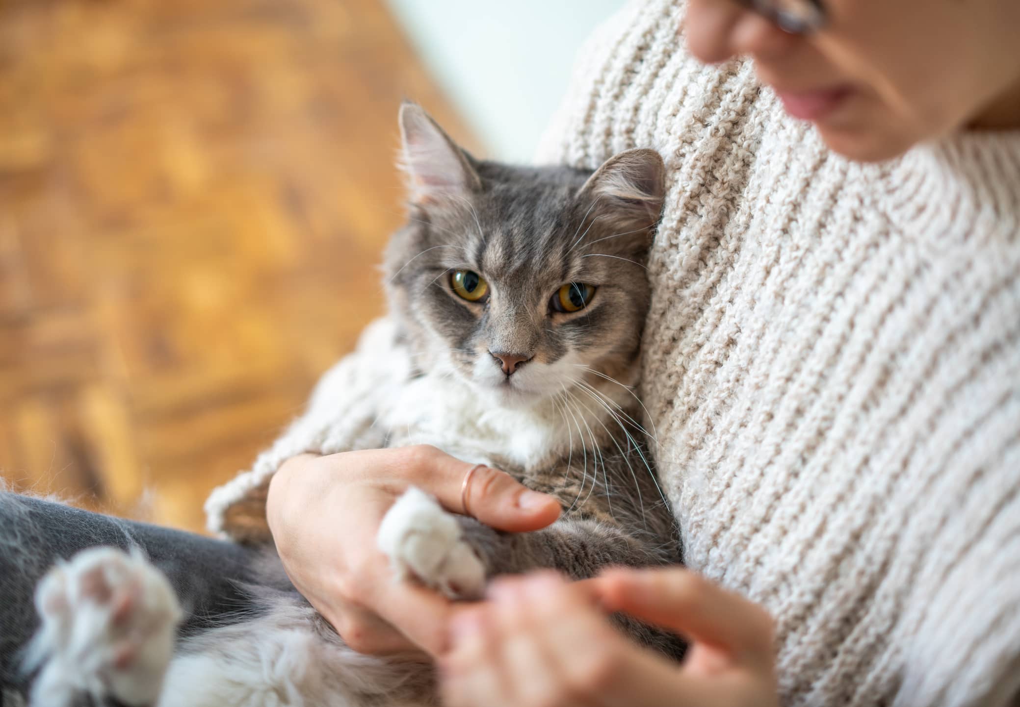 woman holding a grey and white cat in her lap, holding the cat's front paws