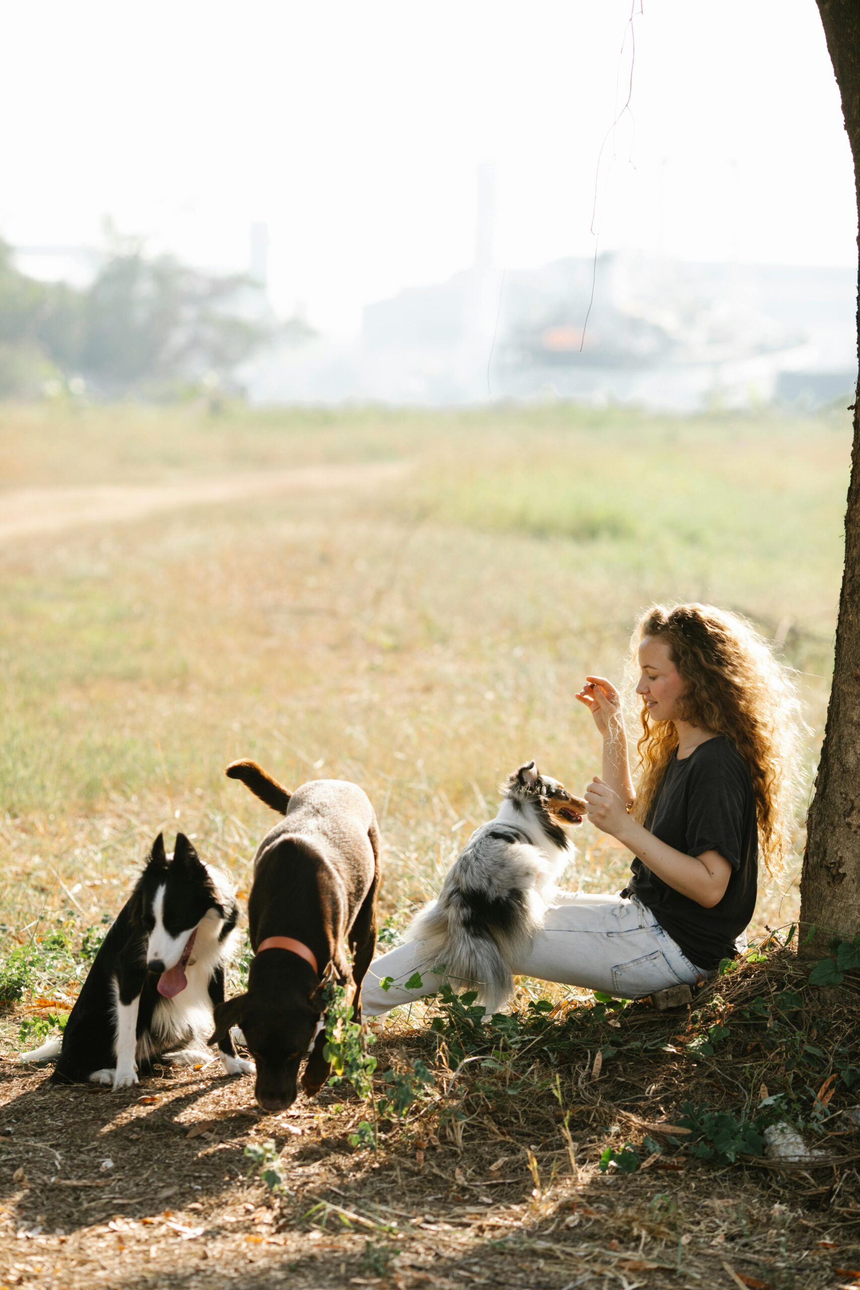 woman feeds three dogs sitting against a tree