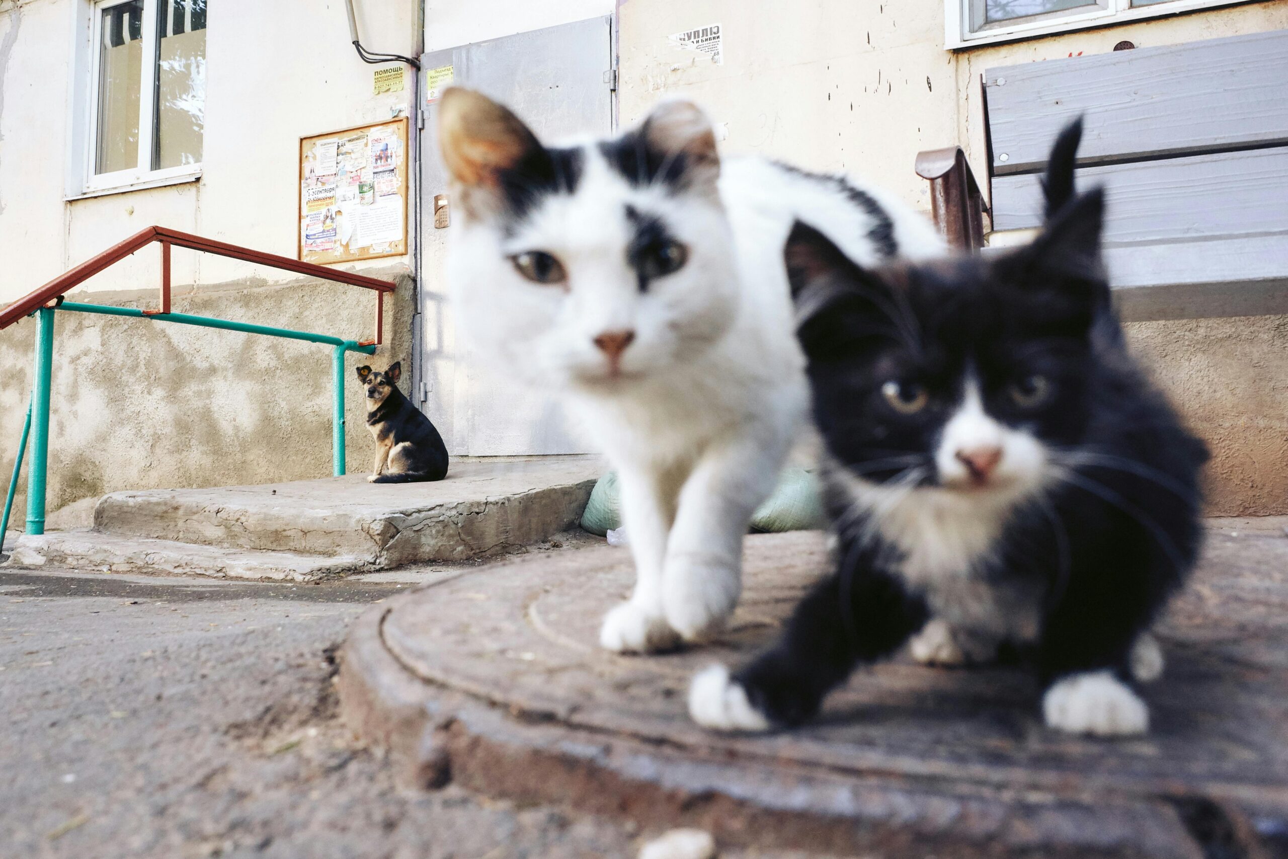 dog sits on porch with two kittens looking to camera
